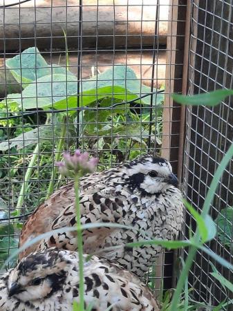 Image 5 of Bobwhite Quail Snowflakes & Mexican Speckled
