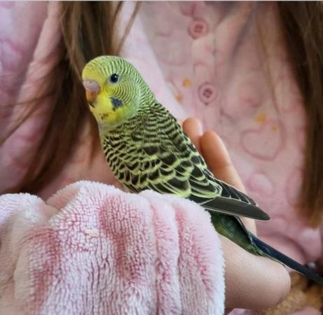 Image 5 of Hand Reared Tamed Baby Budgie