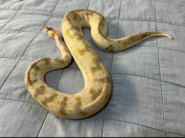 Preview of the first image of Champagne pastel het ultramel female Ball python.