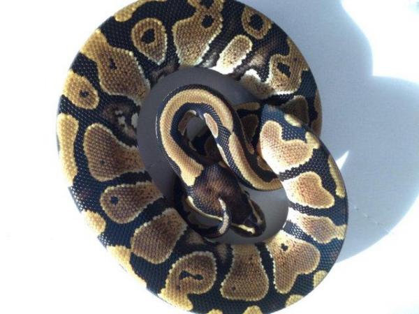 Image 3 of Pastel fire 100% het ghost baby ball python