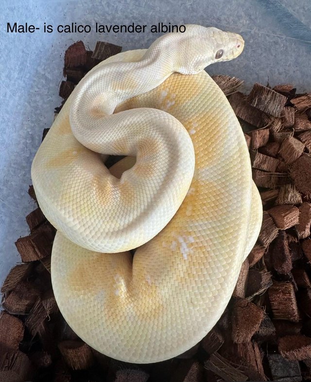 pythons for sale look at pictures for morphs