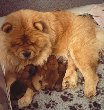 Image 2 of Kc reg rough coat chow chow Can be seen with mum