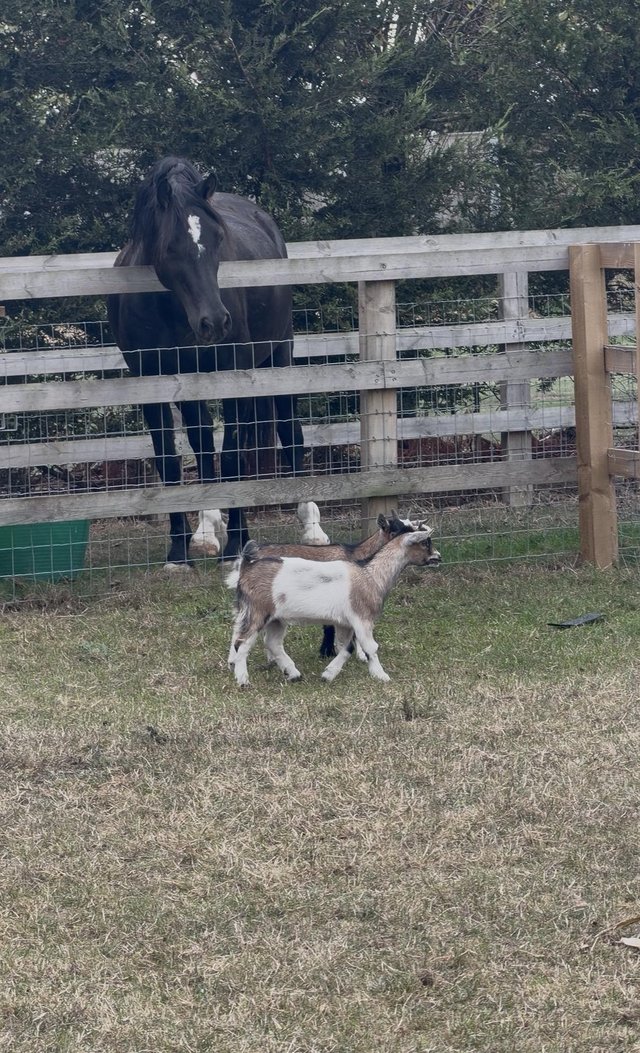 2 Pygmy Nanny Goats available — photo 2 of 2
