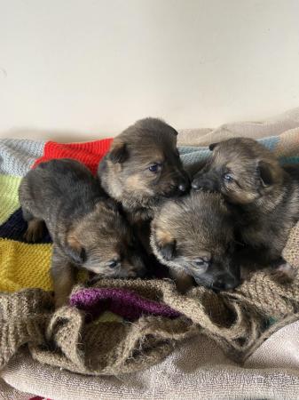 Image 3 of *READY TO LEAVE* German shepherd puppies