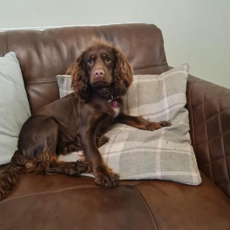 Image 10 of Beautiful quality cocker spaniel puppies