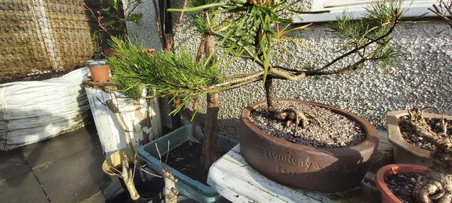 Preview of the first image of Pine in Erirington Reay planter.
