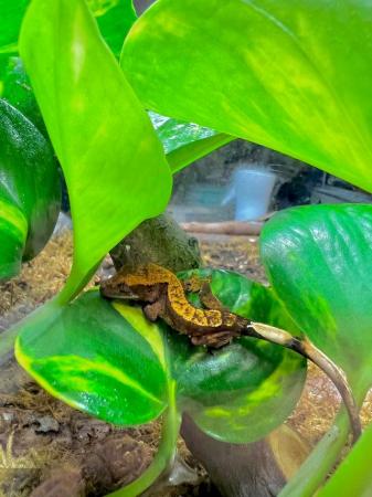 Image 5 of Crested gecko babies tri colour harlequin