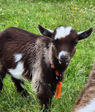 Image 3 of Trio of Pygmy goats available for reservation