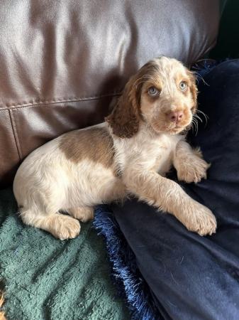 Image 8 of beautiful cocker spanielready now 1 boy left ready now