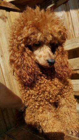 Image 5 of RED KC REG TOY POODLE FOR STUD ONLY! HEALTH TESTED