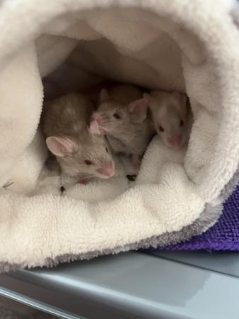 Image 4 of Fancy mice very tame males and females available