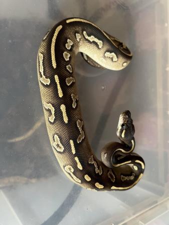 Image 5 of Various Snakes For Sale please see