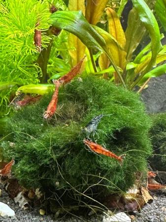 Image 7 of Shrimp - red cherry and wild variations