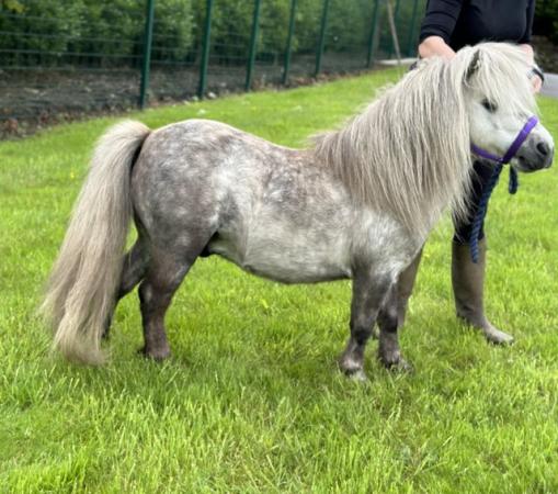 Image 1 of Licenced Shetland Pony stallion