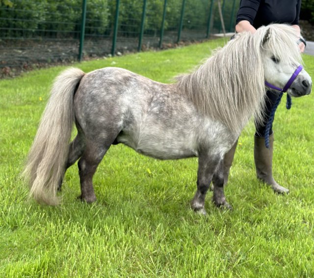 Preview of the first image of Licenced Shetland Pony stallion.