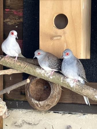 Image 3 of Diamond doves aviary birds