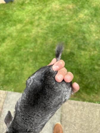 Image 4 of Standard grey female chinchilla.