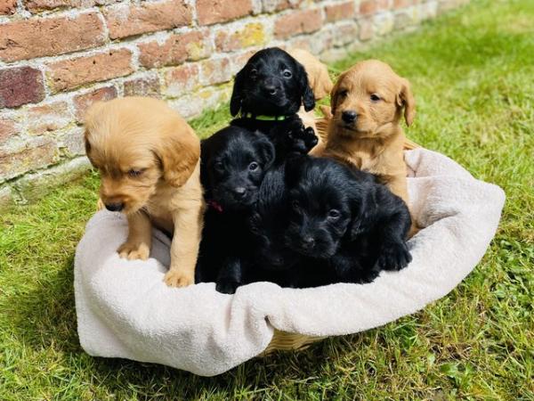 Image 7 of Ready Saturday - Beautiful F1 Labradoodle Puppies KC Parents
