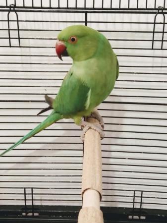 Image 3 of Green Rose Ringneck Parrot