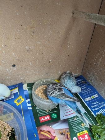 Image 4 of Baby budgies ready now right age to hand tame