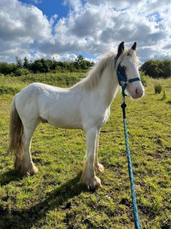 Image 35 of 10-13hh Lead Rein, Ridden Mare, Projects, Pets, Cobs, Welsh.