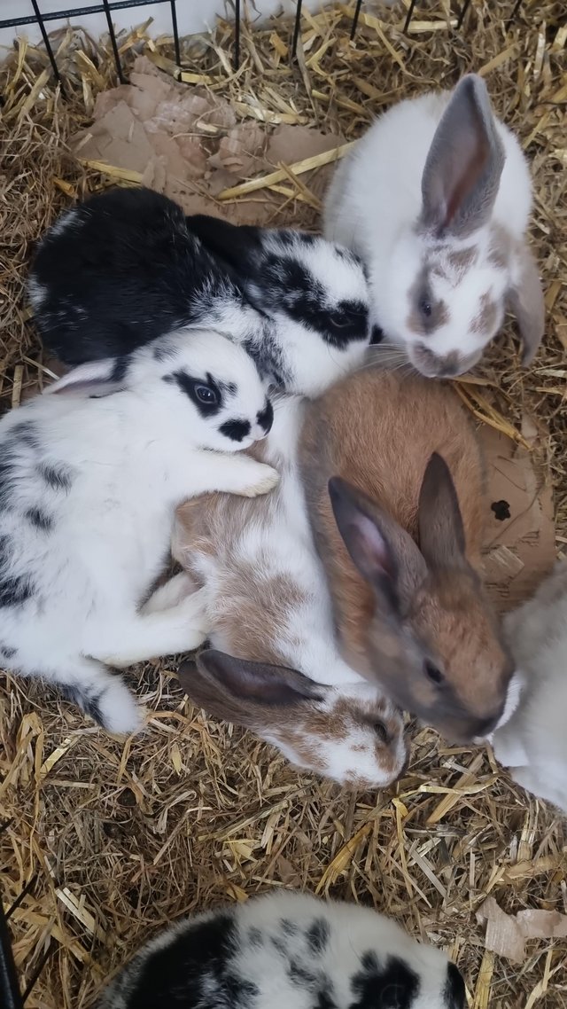 Preview of the first image of READY TO LEAVE 2 month old bunnies.