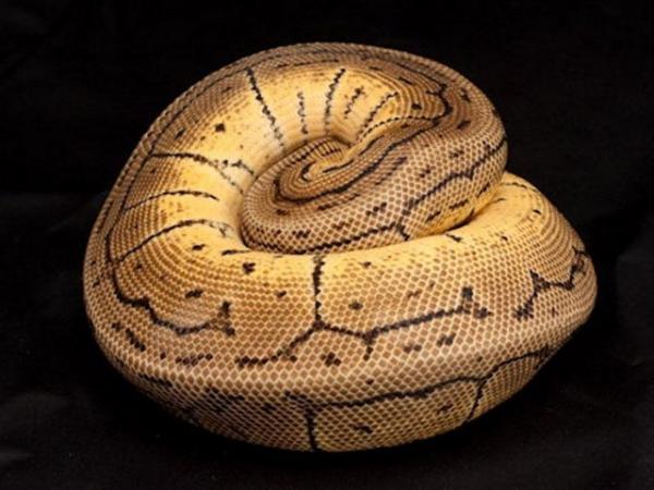 Image 1 of Royal python collection for sale