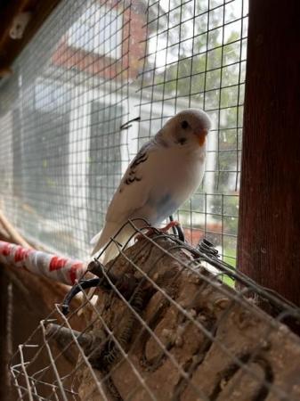 Image 8 of Budgies for sale - Variety of Colors and mutations