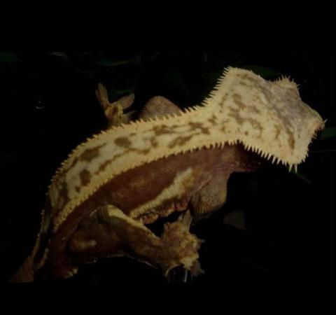 Image 4 of Proven red quadstripe male crested gecko