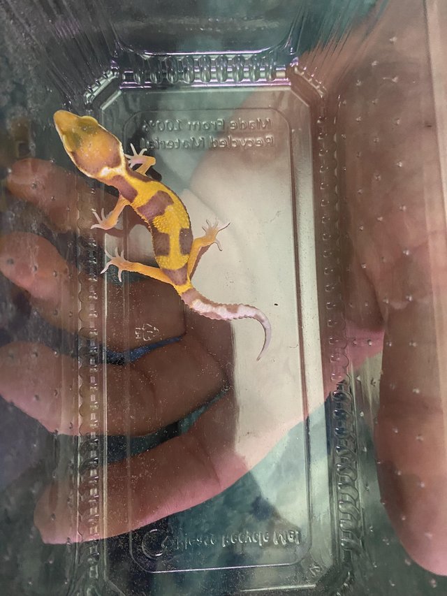 Preview of the first image of 6 week old leopard gecko lizards.