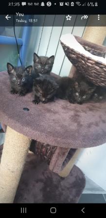 Image 5 of 2 gorgeous female Kittens forsale