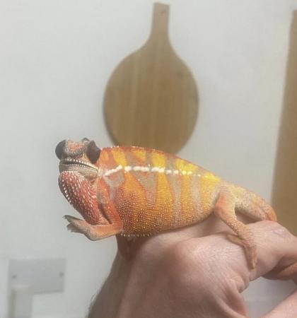 Image 3 of 6 month old male blue bar chameleon and full full set up.