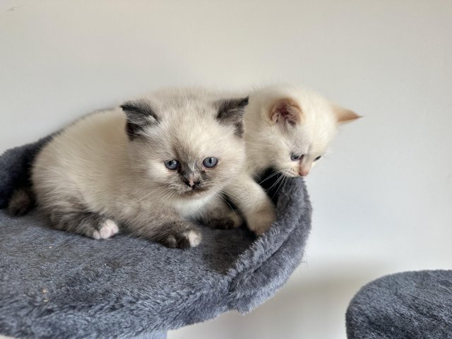 Preview of the first image of British short hair x Ragdoll kittens 2 girls ready now!.