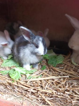 Image 1 of 8wks old gorgeous Mini lops £30 each or two for £55