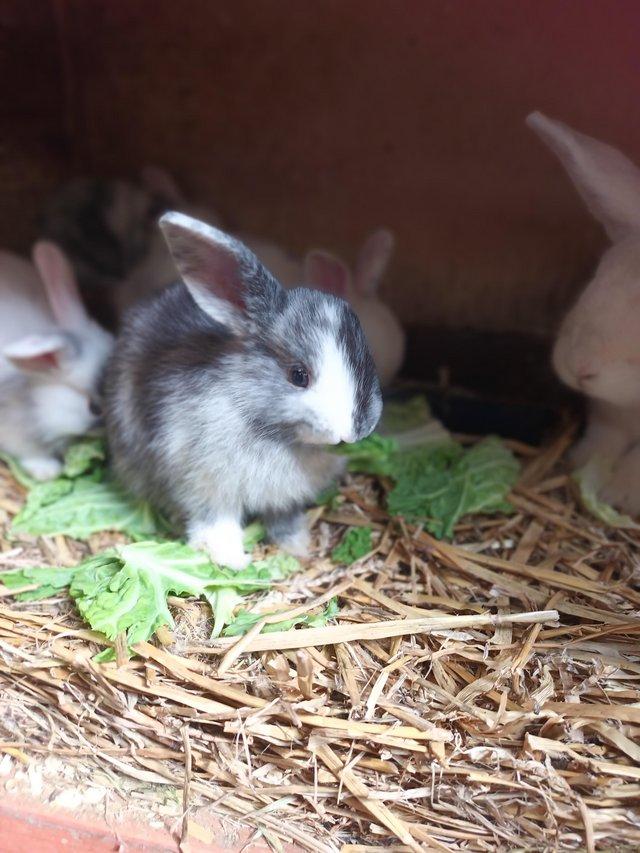 Preview of the first image of 8wks old gorgeous Mini lops £30 each or two for £55.