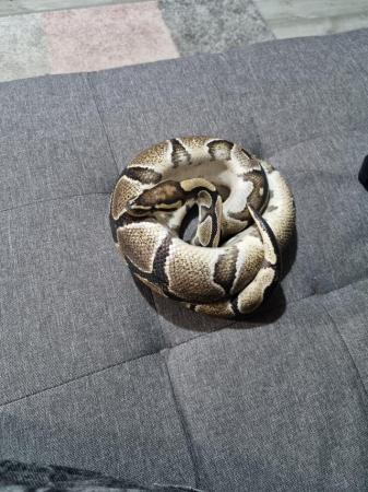 Image 4 of Boa and royal python for sale