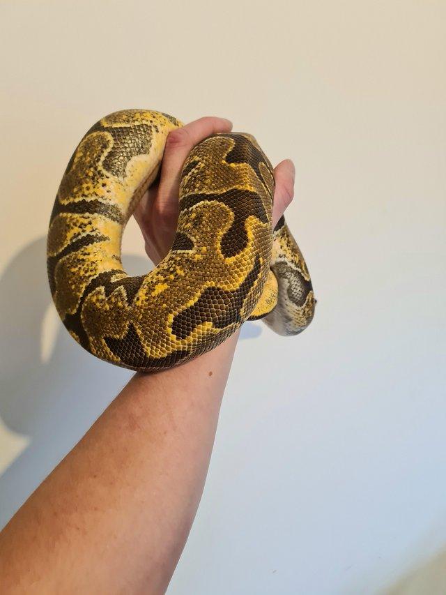 Preview of the first image of Enchi Female Ball Python CB2021.