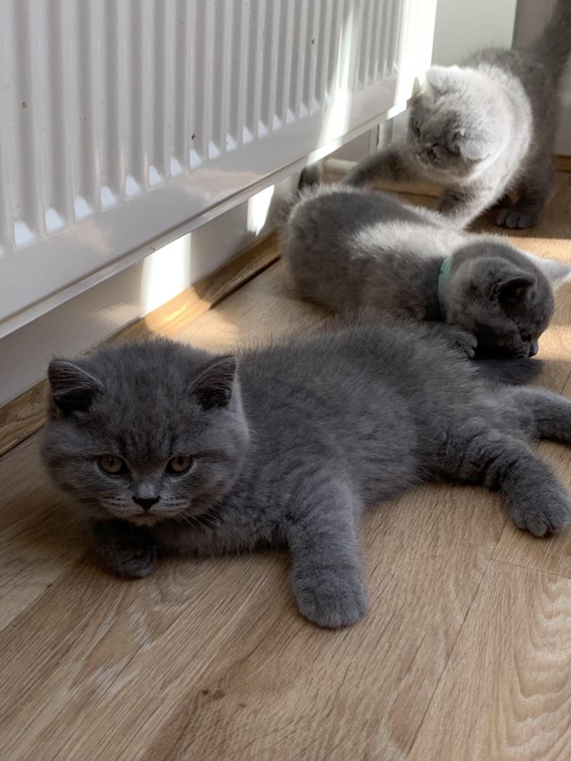 Preview of the first image of GCCF Registered Pedigree Blue British Shorthair.