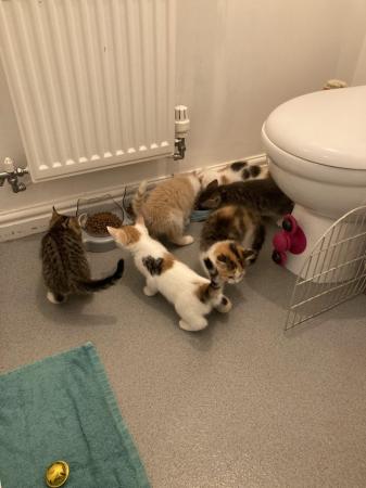 Image 10 of 6x kittens for sale ready to leave start July