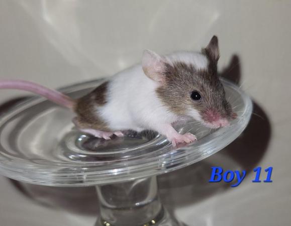 Image 27 of Beautiful friendly Baby mice - girls and boys.