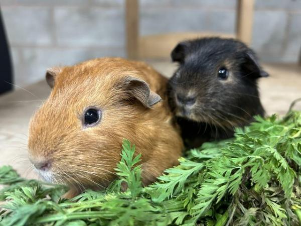 Image 1 of GORGEOUS OTTER TAN BABY GUINEA PIGS READY TO COLLECT NOW!