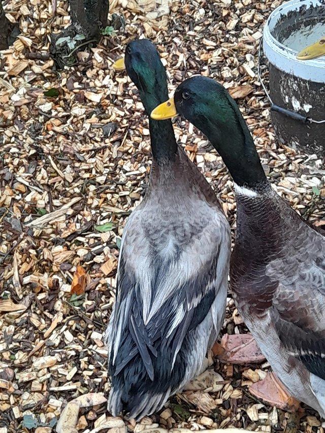 Preview of the first image of Ducks wanted please Doncaster.