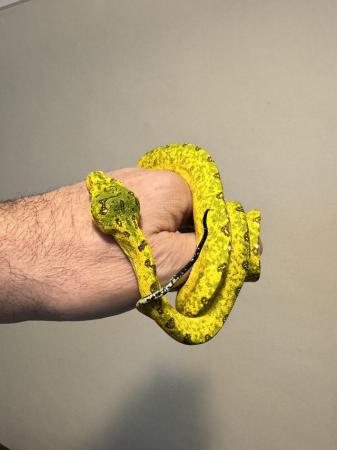 Image 2 of BIAK GTP Snake Green Tree Python 2 years old