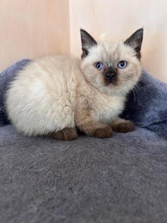Image 15 of British Shorthair colourpoint kittens READY NOW