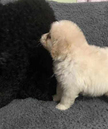 Image 10 of poodle x papillon puppies