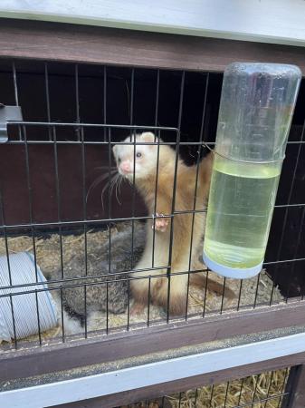 Image 2 of Male brown and white ferret for sale