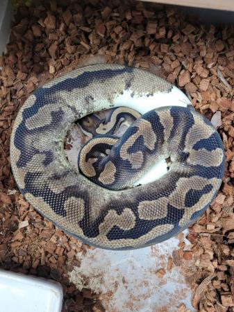 Image 5 of Cb21 female pied royal python