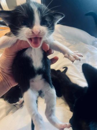 Image 4 of 5 beautiful kittens ready in 3 weeks
