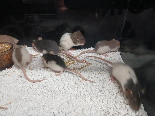 Image 9 of Baby Rats Dumbo's and Straight ears