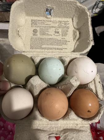 Image 2 of Mixed breed hatching eggs from a large  group